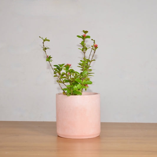 Moira - Round Concrete Planter