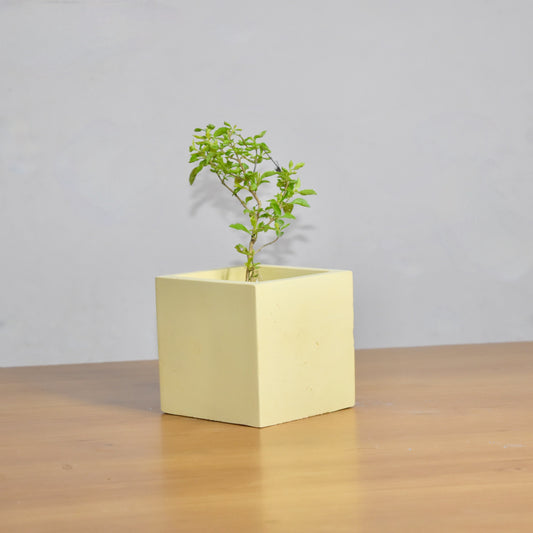 Rocco - Square Concrete Planter